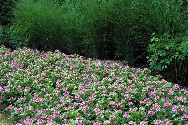 Catharanthus roseus