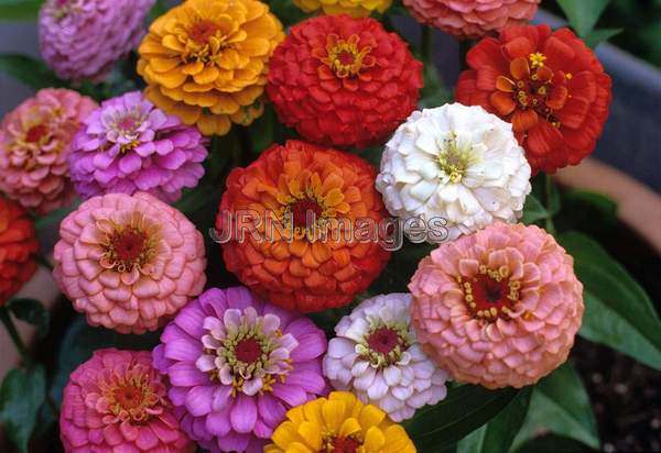 Zinnia elegans 'Buttons'