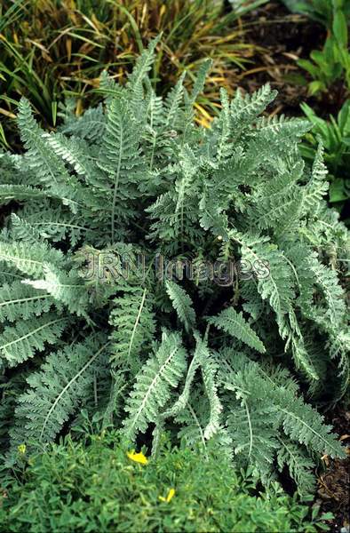 Chrysanthemum ptarmiciflorum 'Silver Lace'