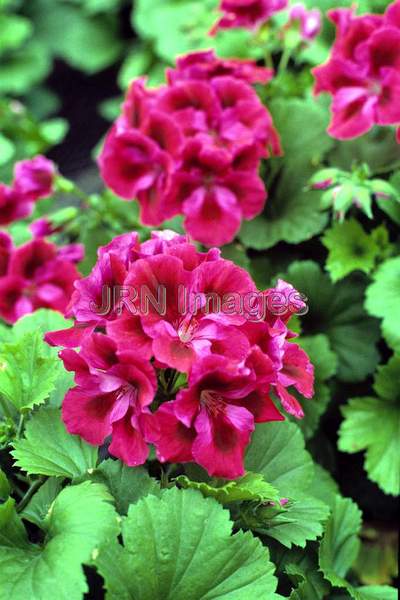 Pelargonium x domesticum 'Baroness'