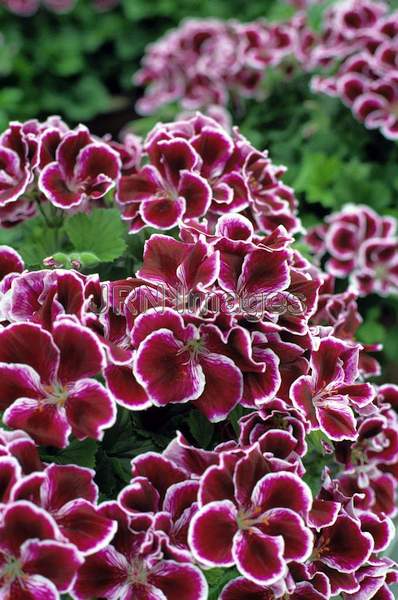 Pelargonium domesticum 'Imperial'