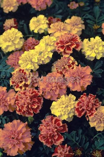 Tagetes patula 'Queen Sophia'