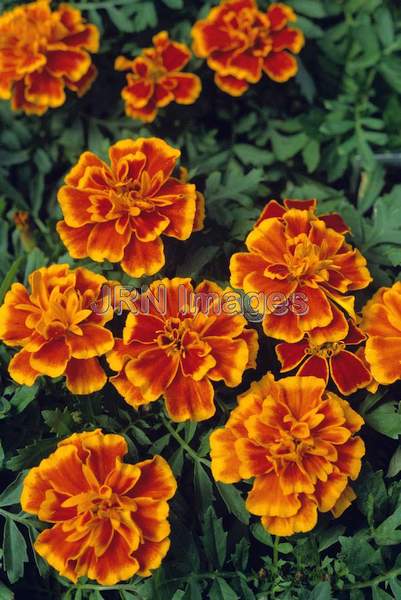 Tagetes patula