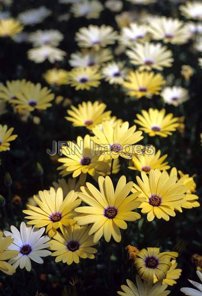 Dimorphotheca  'Lemon Symphony'