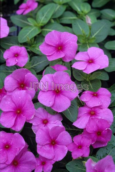 Catharanthus roseus 'Pinkie'