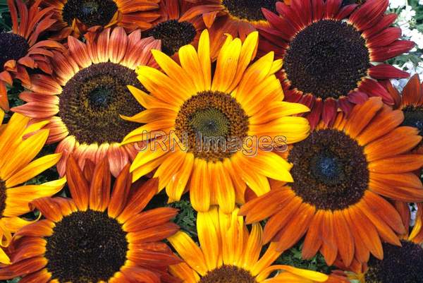 Helianthus annuus 'Evening Sun'