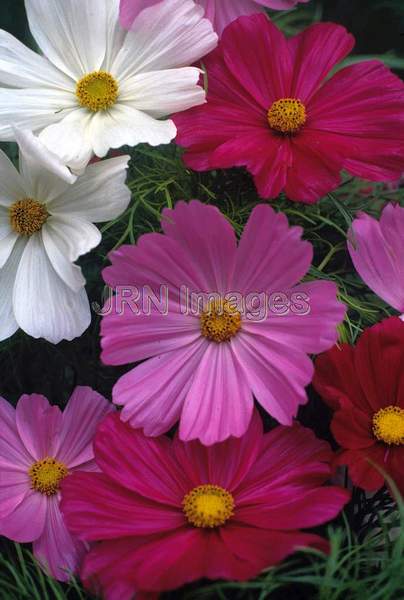 Cosmos bipinnatus 'Sensation'