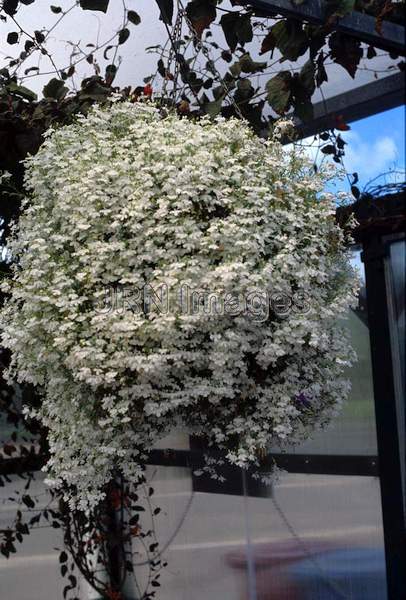 Lobelia erinus 'White Cascade'