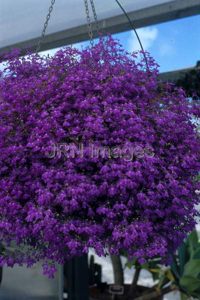 Lobelia erinus 'Blue Cascade'