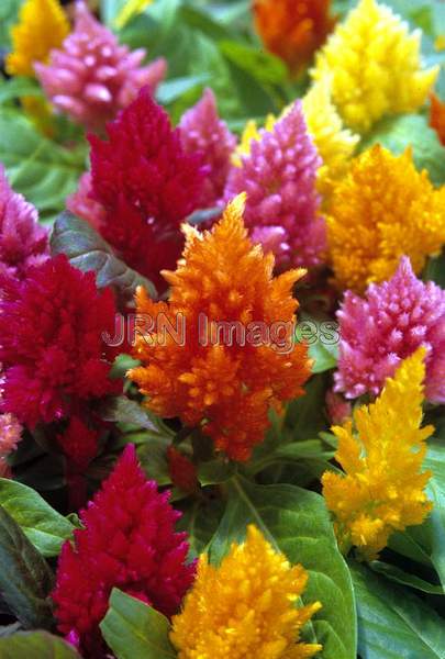 Celosia plumosa