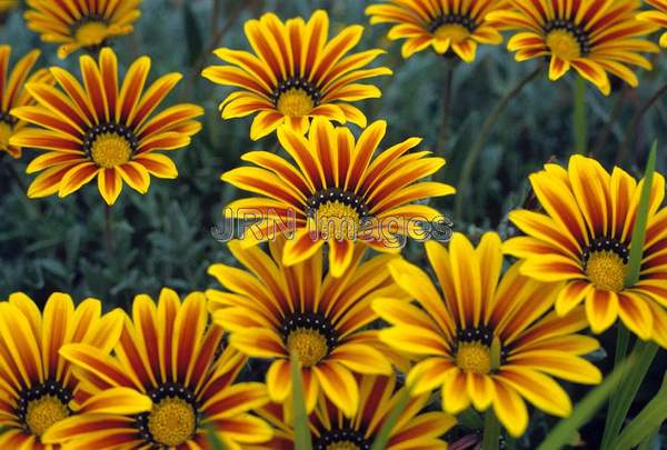 Gazania rigens 'Aztec Queen'