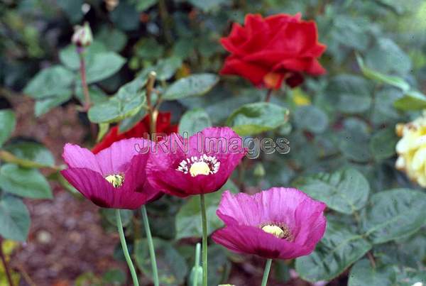 Papaver sominferum