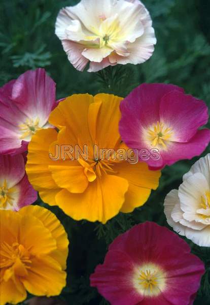 Eschscholzia californica