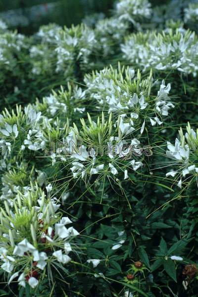 Cleome hasslerana 'Helen Campbell'