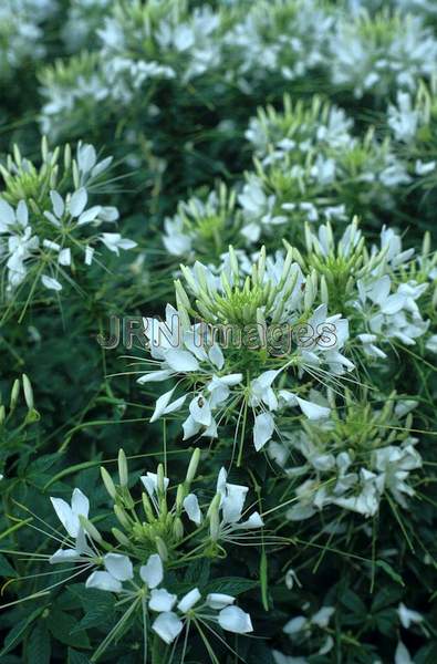 Cleome hasslerana 'Helen Campbell'