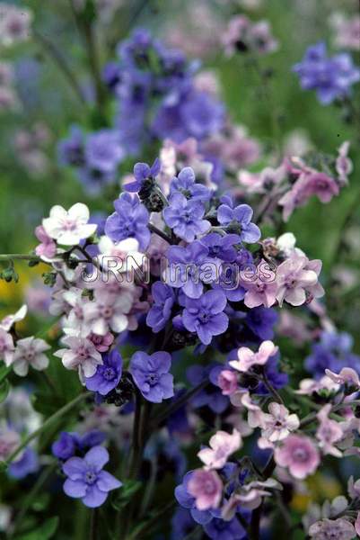 Cynoglossum amabile