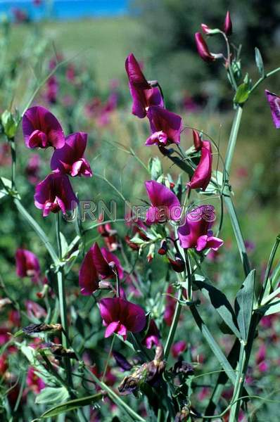 Lathyrus odoratus 'Cupani'