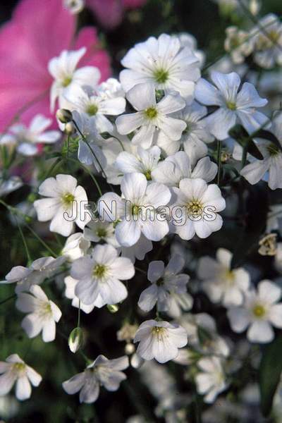 Gypsophila elegans