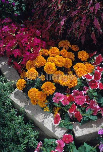 Tagetes patula 'Marvelous Orange'