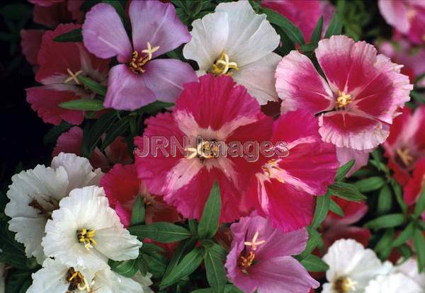 Clarkia amoena