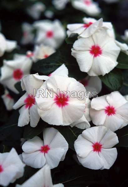 Catharanthus roseus 'Bright Eyes'