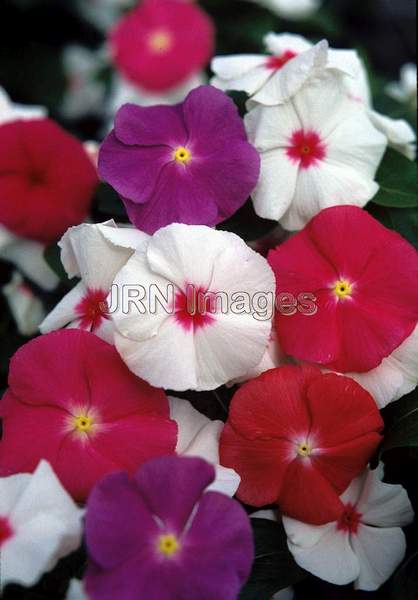 Catharanthus roseus