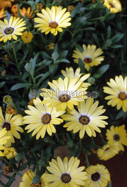 Dimorphotheca 'Lemon Yellow'