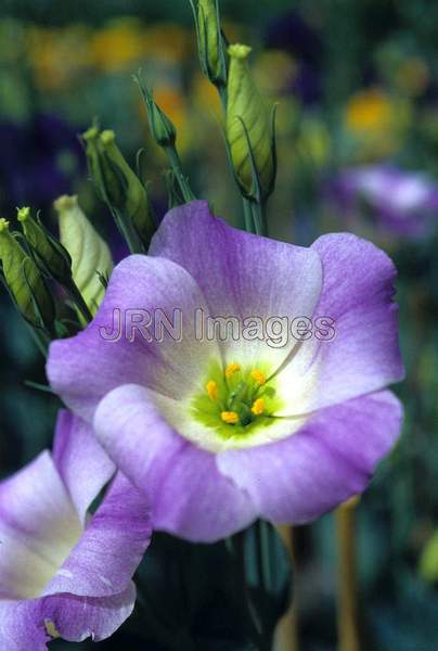 Eustoma grandiflora