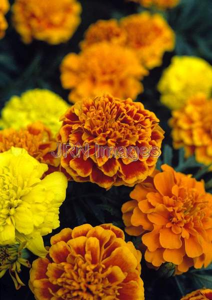 Tagetes patula 'Bonanza'