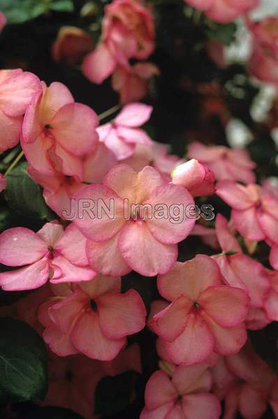 Impatiens wallerana 'Peach'