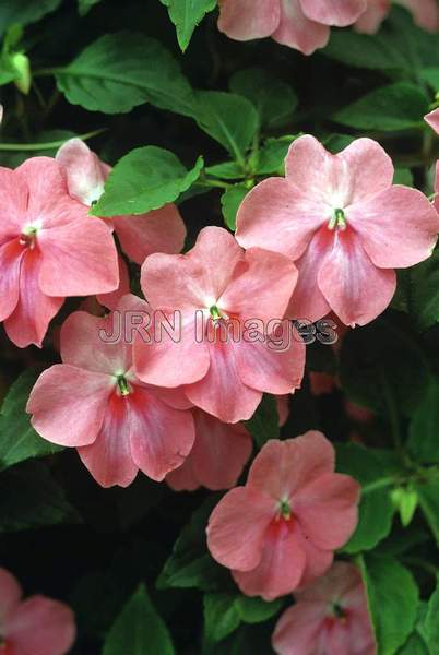 Impatiens wallerana 'Coral'