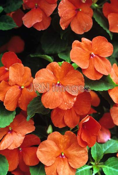 Impatiens wallerana 'Orange'