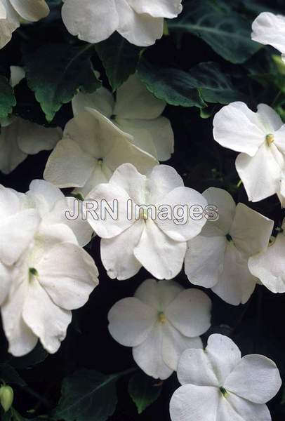 Impatiens wallerana 'White'