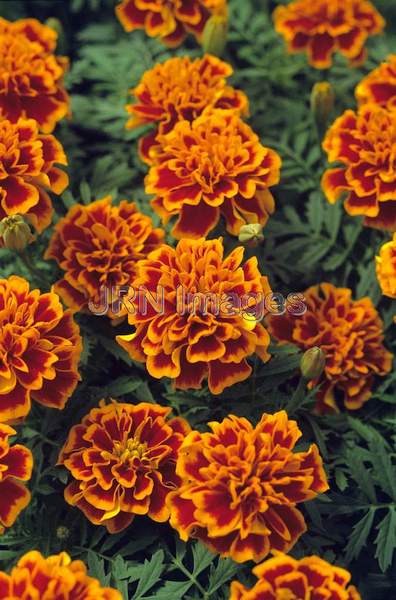 Tagetes patula 'Bonanza'