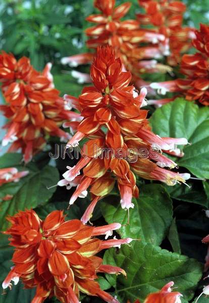 Salvia splendens 'Salsa'