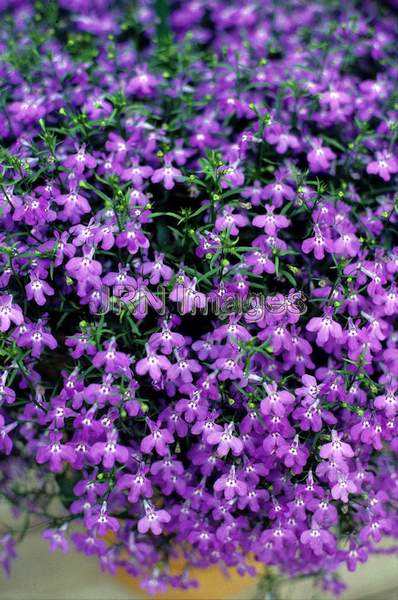 Lobelia erinus 'Blue Cascade'