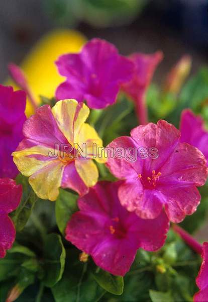 Mirabilis jalapa