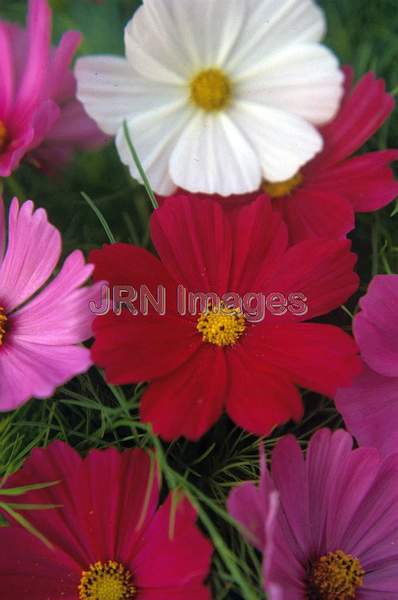 Cosmos bipinnatus