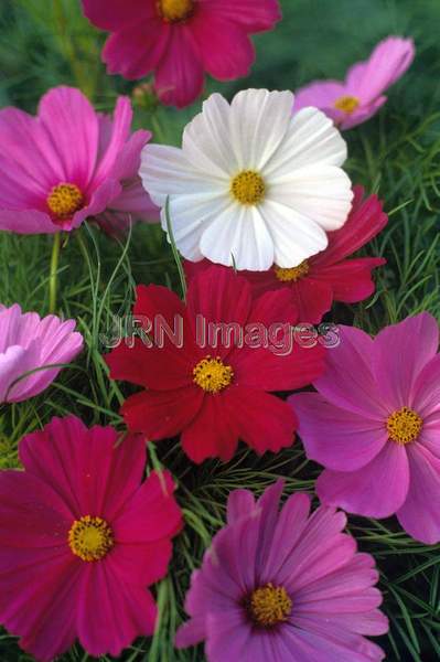 Cosmos bipinnatus