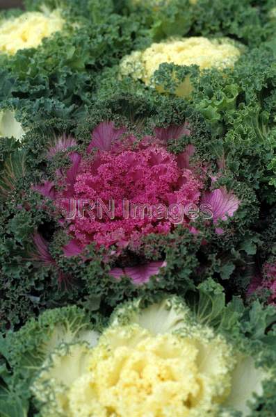 Brassica oleracea