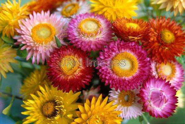 Helichrysum bracteatum