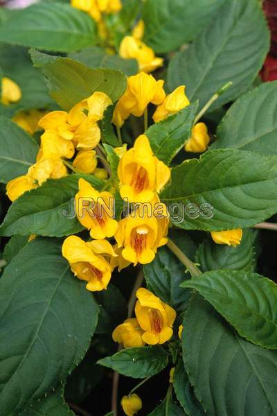 Impatiens  auricoma 'Jungle Gold'