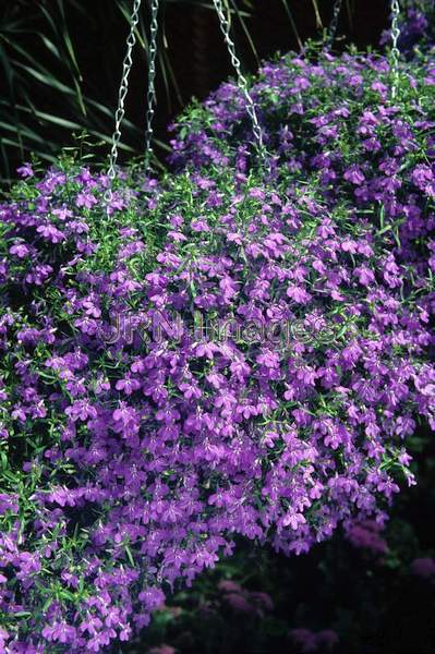 Lobelia erinus 'Blue Cascade'