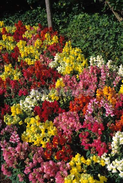 Antirrhinum majus 'Snapshot'