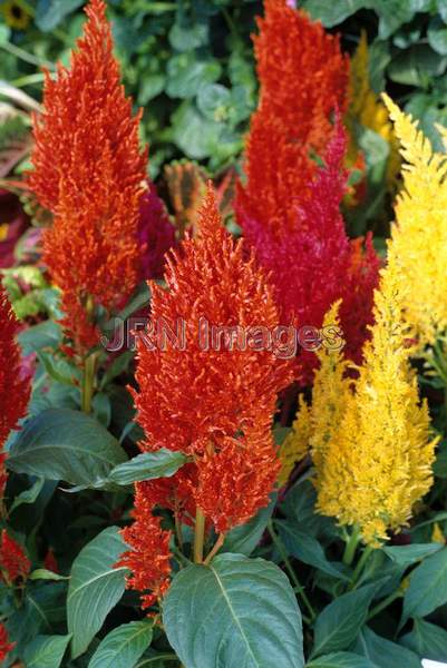 Celosia plumosa