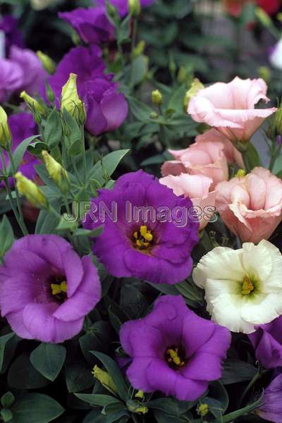 Eustoma grandiflora