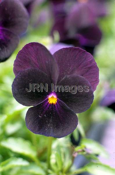 Viola cornuta Sorbet Series 'Black Delight'