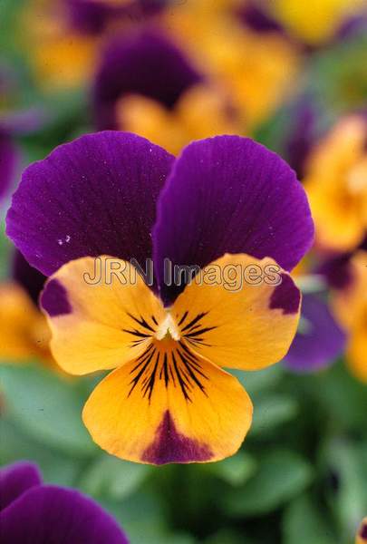 Viola cornuta  'Sorbet, Orange Duet'