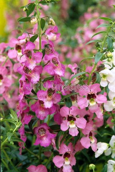 Angelonia angustifolia