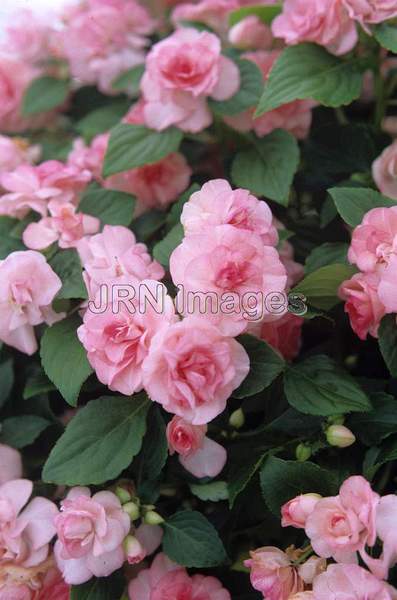 Impatiens wallerana 'Fiesta Rose'